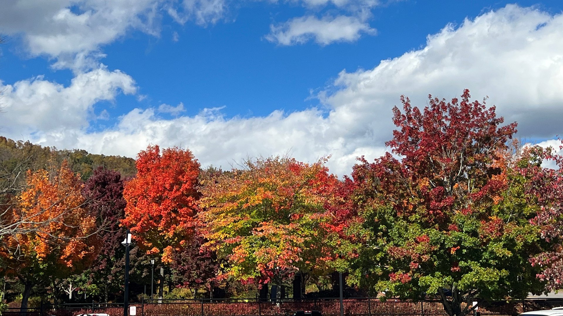 Autumn in Biltmore Park